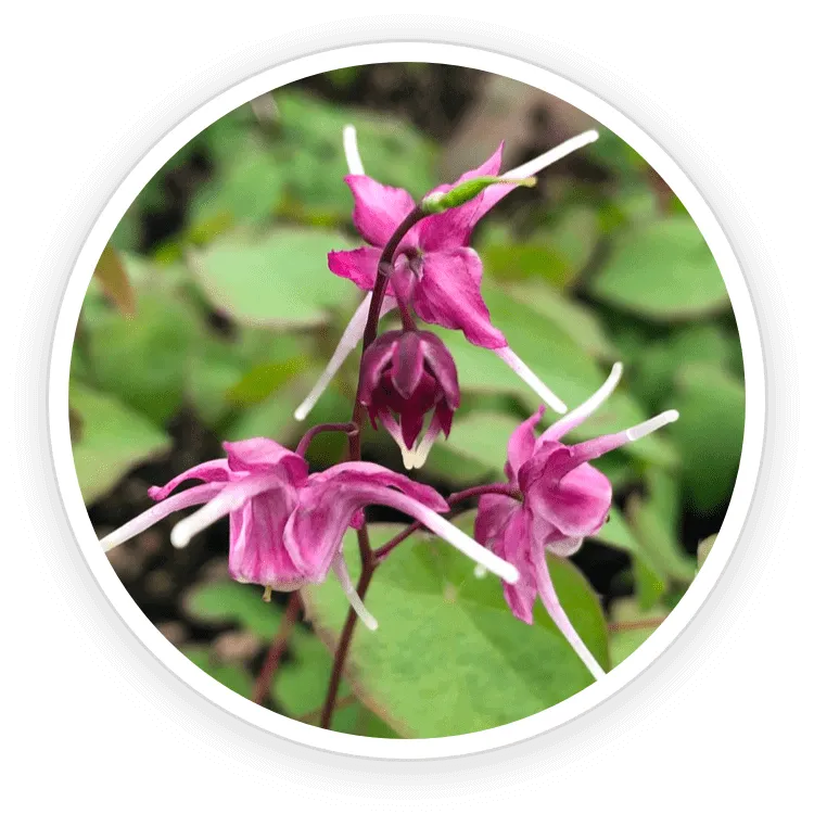 Epimedium & Tribulus Terrestris